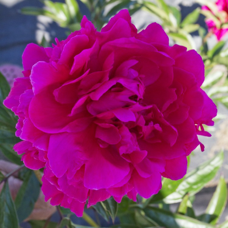 Alaska Perfect Peony